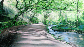 Banns Vale Woods