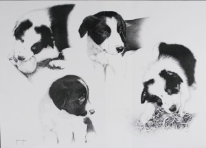 Collie puppies