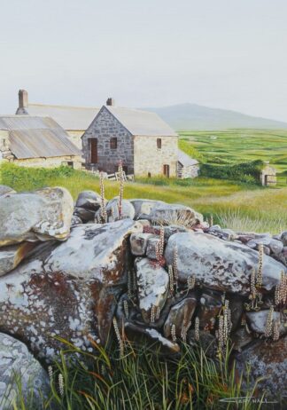 Navelwort on Stonewall, Porthmeor